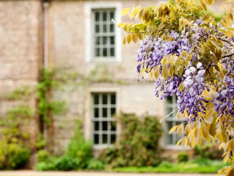 Purple flower in front of a stately home's widows. 